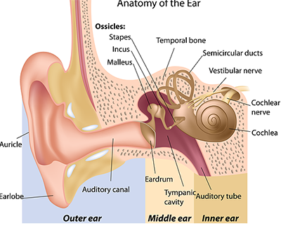 Anatomy of an Ear audiology boise